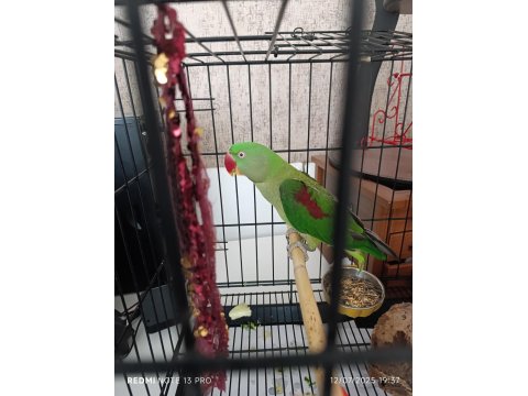 Alexander Papağanımız