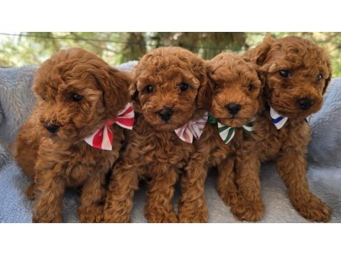 Yavru Poodle Köpekler Sağlık Ve Irk Garantilidir