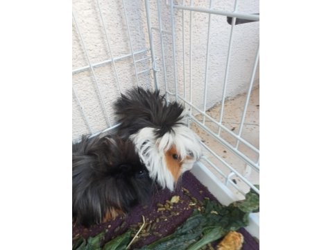 2 Adet Dişi Guinea Pig Ve Büyük Kafes