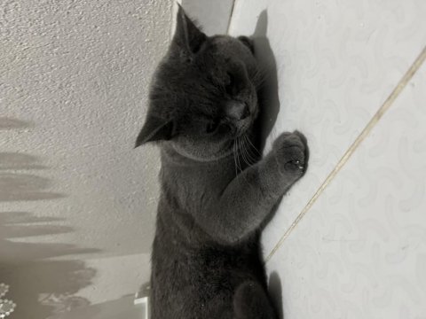 Acil Verilecek Kedimiz 8 Aylık