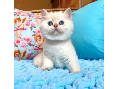Sevimli British Shorthair Yavruları