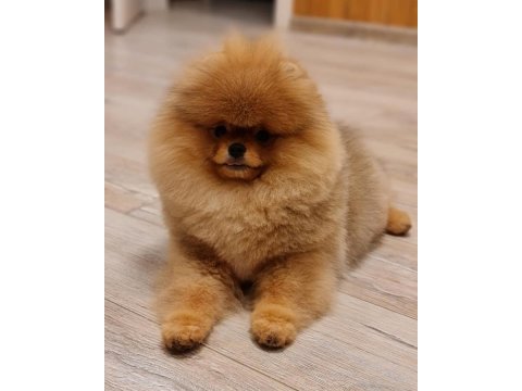 Ayı Surat Pomeranian Boo Yavruları