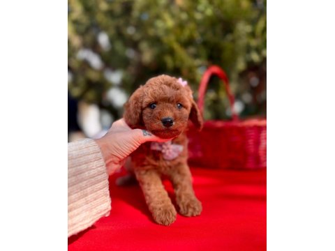 Safkan Toy Poodle Yavrularımız