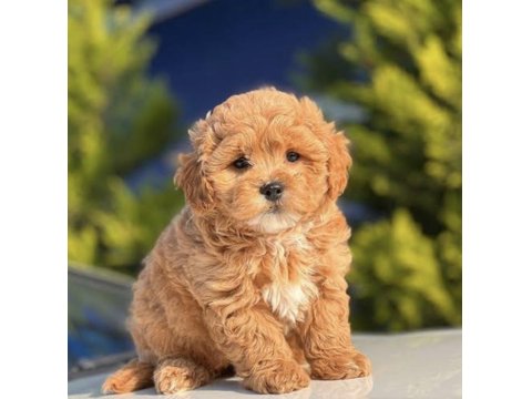 Maltipoo Bebekleri
