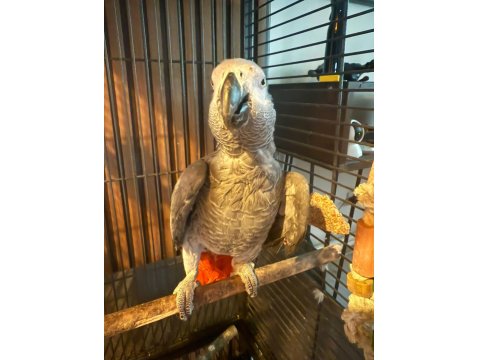 2 Yaşında Jako Erkek Kuşumuz