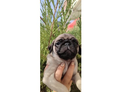 Basık Çocuk Pug