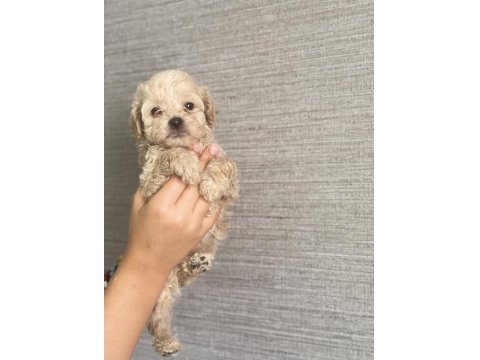 Ev Ortamında Büyüyen Maltipoo Yavrular