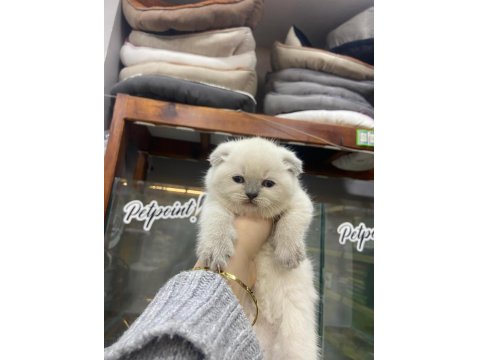 2 Aylık Scottish Fold Shorthair Yavru Kedilerimiz