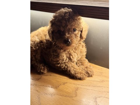 Tuvalet Eğitimli Evde Büyüyen Poodle Yavrular