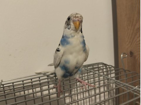 Dişi Muhabbet Kuşu