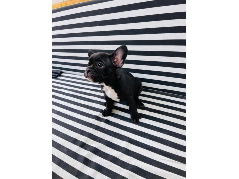 French Bulldog Köpeklerim