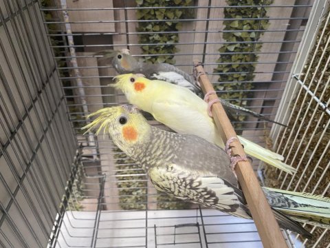 Yavru Sultan Papağanı