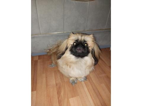 5-6 Ay Erkek Pekinez