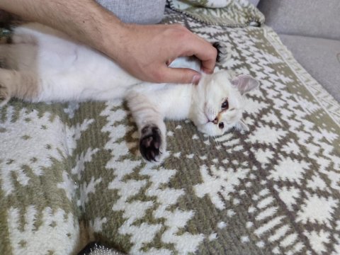 2.5 Aylık Dişi British