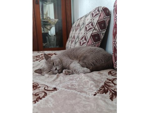 4 Yaşında British Shorthair Acil Sahiplendirme