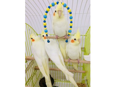 2026 Full Evcil El Beslemesi A Kalite Yavru Sultan Papağanlar