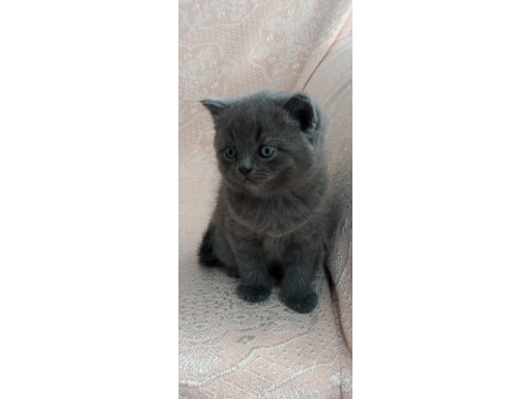 Erkek British Shorthair Yavruları