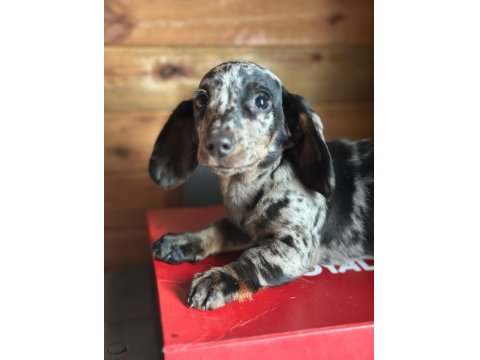 Merle Erkek Dachshund Yavrumuz