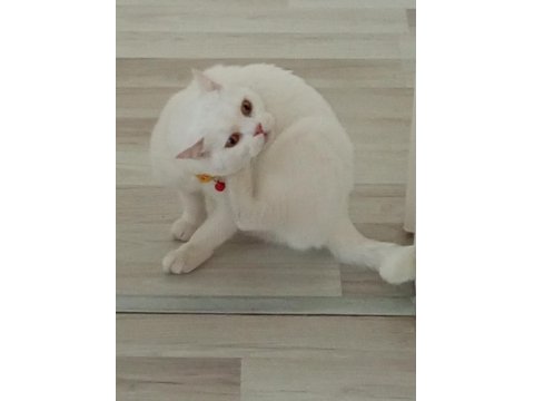 Kartopu Kedim Ücretsiz