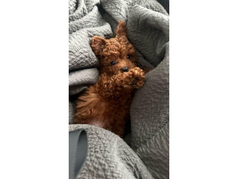 Sağlık Ve Irk Garantili Toy Poodle Yavru Köpeklerim