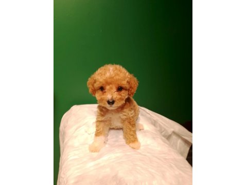 Sevimli Maltipoo Yavrusu Köpeğimiz