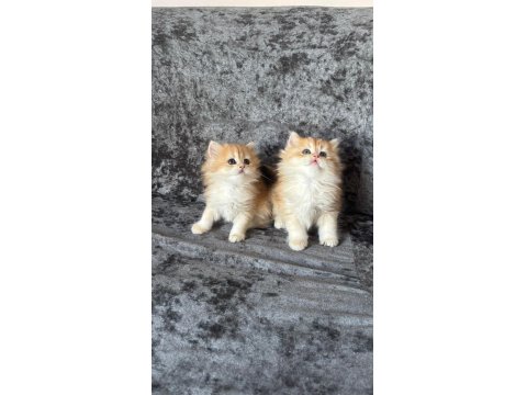 Pofuduk Ny11 Ve Ny12 British