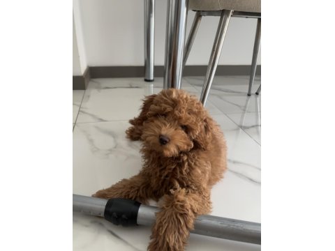 Toy Poodle Köpeği 4 Aylık