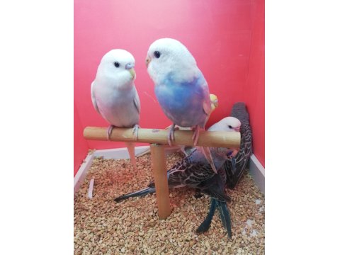 Yavru Muhabbet Kuşu Erkek