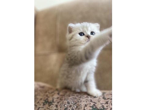Şecereli Soy Irk Garantili British Shorthair Silver Bebeğimiz.
