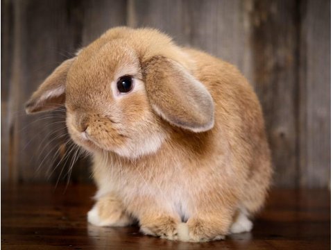 Hollanda Lop Tavşan