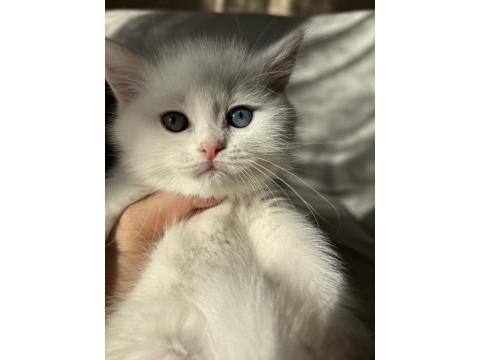 1 Gözü Mavi 1 Gözü Yeşil British