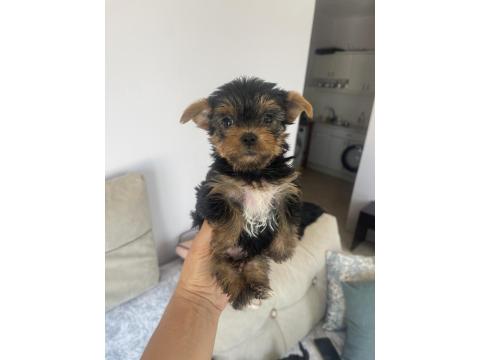 Teslime Hazır Safkan Yorkshire Terrier Irkının En Güzelleri