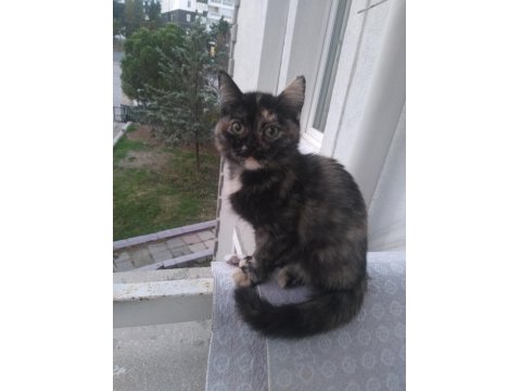 2.5 Aylık Güzellik Kedimiz Yuva Arıyor