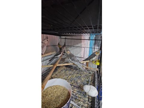 Yavru Bebek Sultan Papağanlar