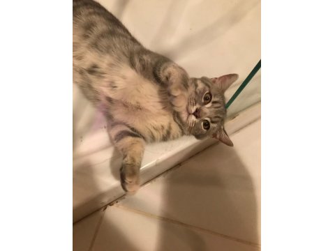 Ücretsiz 6 Aylık British Silver Tabby