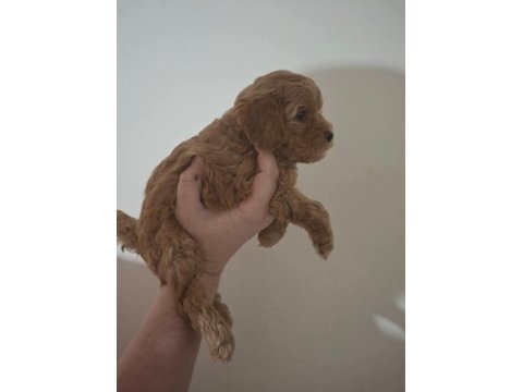 Anne Altından 2 Aylık Poodle Yavrular