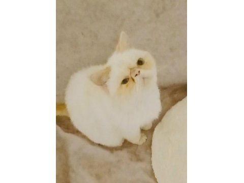 5 Aylık Exotic Shorthair Kızımız İçin Aile Olabilir Misiniz?