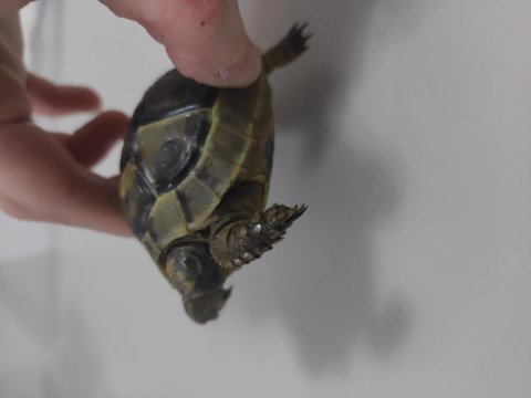 Sağlıklı Kara Kaplumbağası