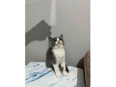 Bicolor Ve Lilac British Shorthair Bebekler