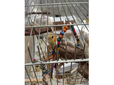 En Büyüğü 4 Aylık 2 Çift Sultan Papağanları