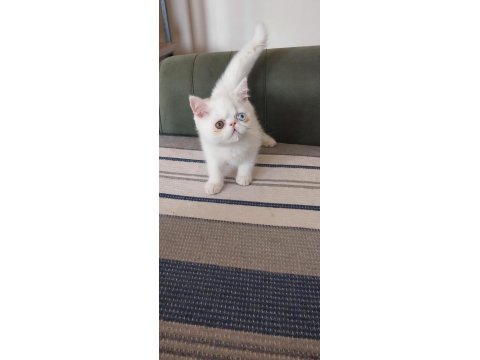 Odd Eyes Yavru Beyaz Renk Erkek Kedimiz