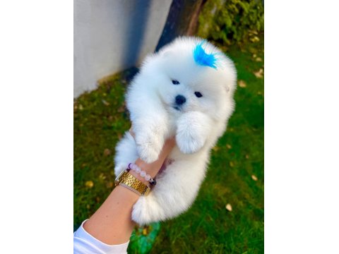 Ayı Surat Pomeranian Boo