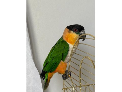 Erkek Kayık Papağanı