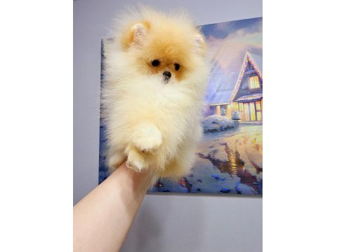 4 Aylık Üst Düzey Dişi Pomeranian Yavrum