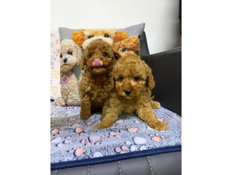 Teacup Mikro Maltipoo