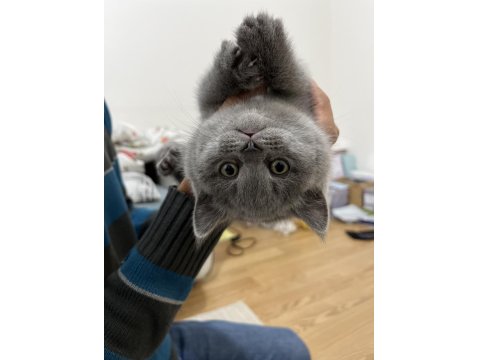 Ayı Surat British Shorthair