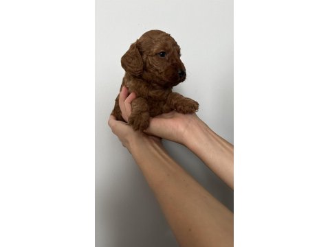 Dişi Ve Erkek Toy Poodle Yavruları