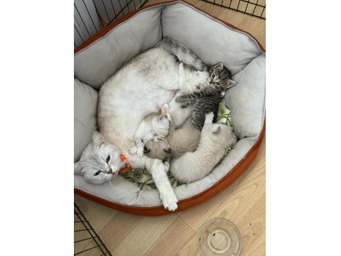 Güzel British Shorthair Bebeklerim Teslime Hazır