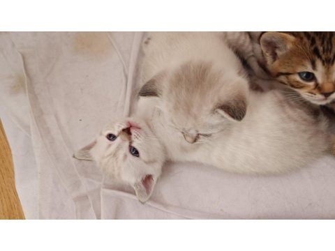 British Shorthair Yavrular Yeni Yuvayı Bekliyor!