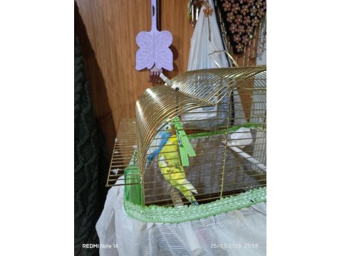 Genç Çift Muhabbet Kuşu